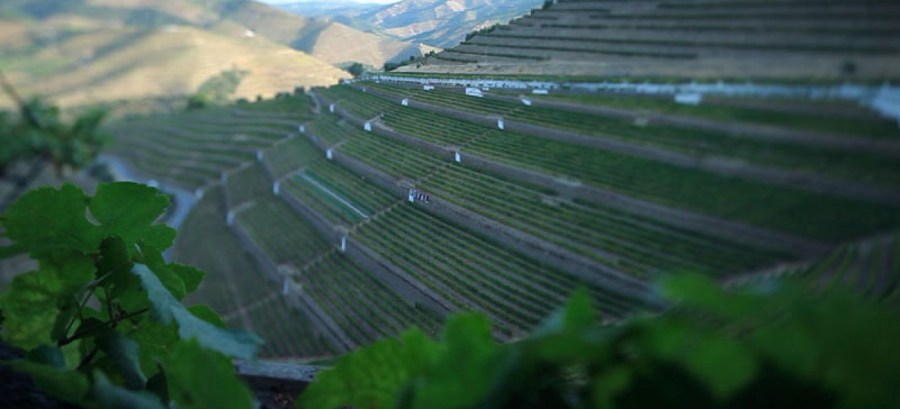 Vinhedo da Quinta do Noal em forma de terraço